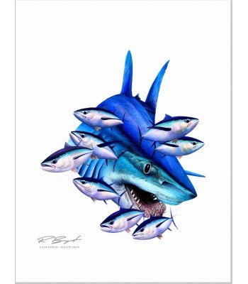 "BIG" Mako Shark
